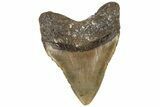 Fossil Megalodon Tooth - North Carolina #199702-2